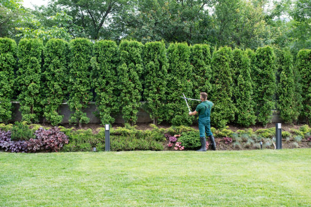 Best Tree Maintenance Programs  in Madeira, OH