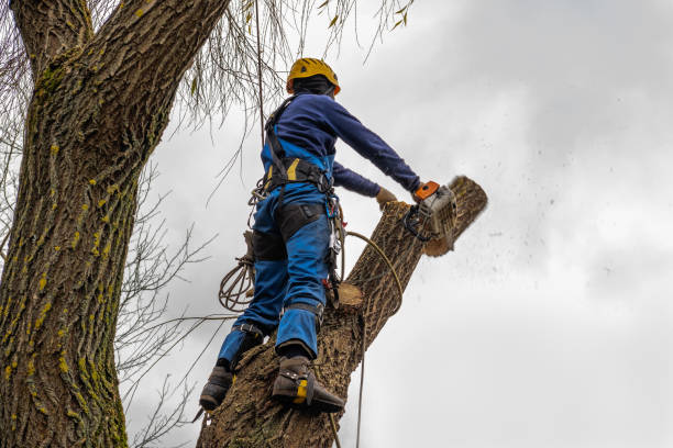 How Our Tree Care Process Works  in  Madeira, OH