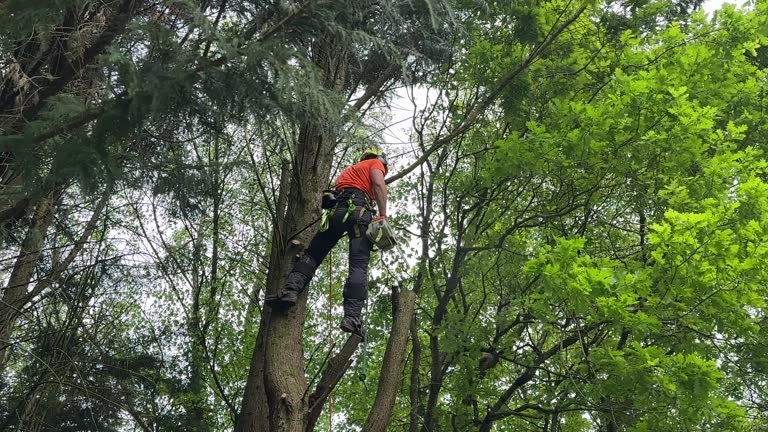  Madeira, OH Tree Services Pros