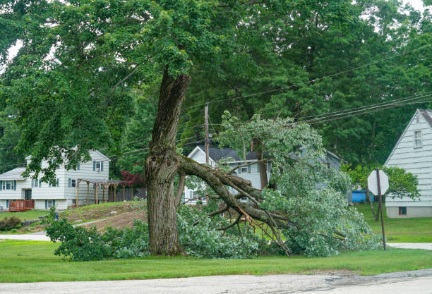 Best Tree Removal  in Madeira, OH